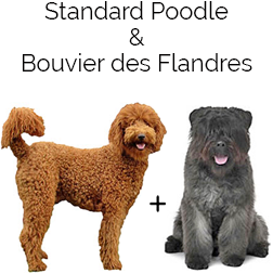 Flandoodle dog best sale